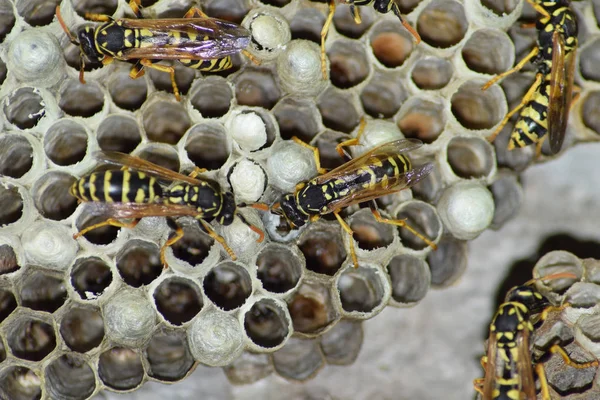 Üzerinde eşekarıları olan bir arı kovanı. Eşek arıları polisi. Yakından çekilen bir eşek arısı ailesinin yuvası.