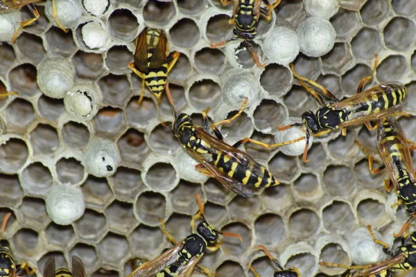 Vespiary. Eşek arıları polist. Eşek arıları bir ailenin yuvası olan t