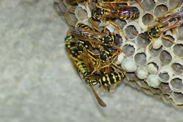 Üzerinde eşek arıları olan eşek arısı yuvası. Eşek arıları polist. Bir yuva