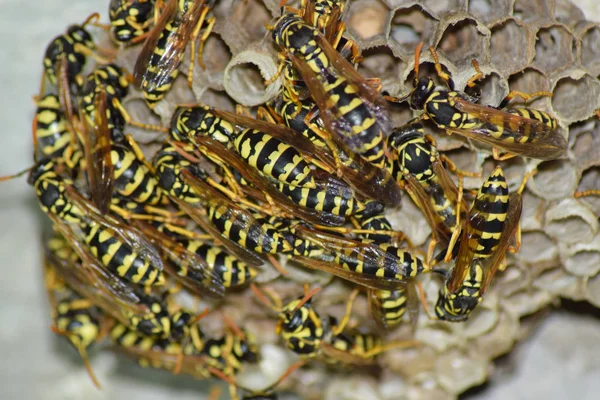 ベスピリアワスプのポリストtであるスズメバチの家族の巣 — ストック写真