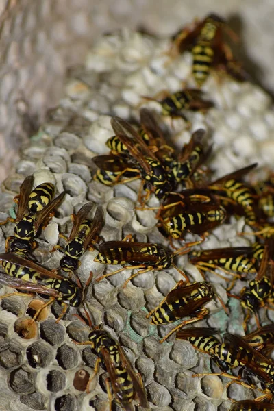 Eşekarısı yuvası üzerine oturan Yaban arıları ile.