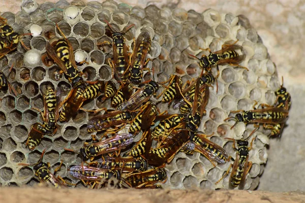 Vespiary. Eşek arıları polist. Eşek arıları bir ailenin yuvası olan t — Stok fotoğraf