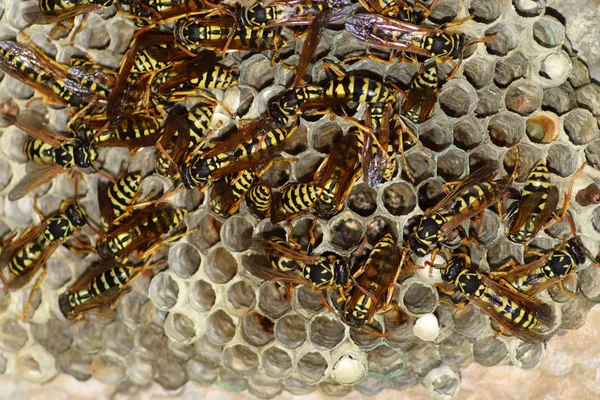 Eşekarısı yuvası üzerine oturan Yaban arıları ile.