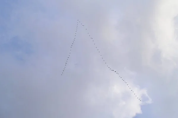 Wedge a geese flying to the south — Stock Photo, Image