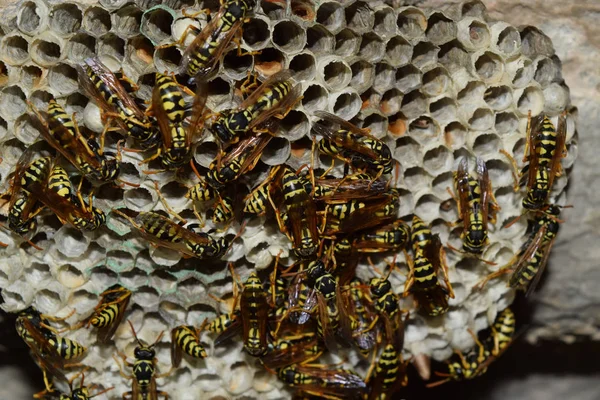 Das ist nicht der Fall. Wespen polieren. das Nest einer Wespenfamilie, das — Stockfoto