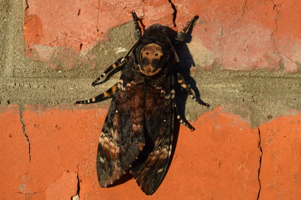 Cabeça morta. A grande borboleta que pertence à família de brazhnik . — Fotografia de Stock