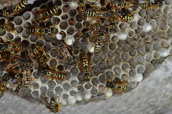 Üzerinde eşekarıları olan bir arı kovanı. Eşek arıları polisi. Yakından çekilen bir eşek arısı ailesinin yuvası.