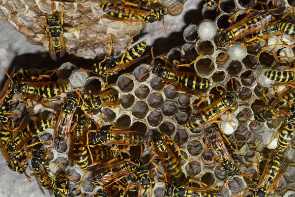 Eşekarısı yuvası üzerine oturan Yaban arıları ile.