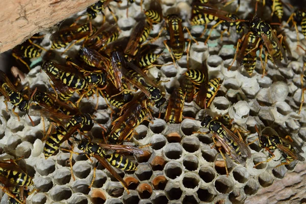 Üzerinde eşekarıları olan bir arı kovanı. Eşek arıları polisi. Yakından çekilen bir eşek arısı ailesinin yuvası.