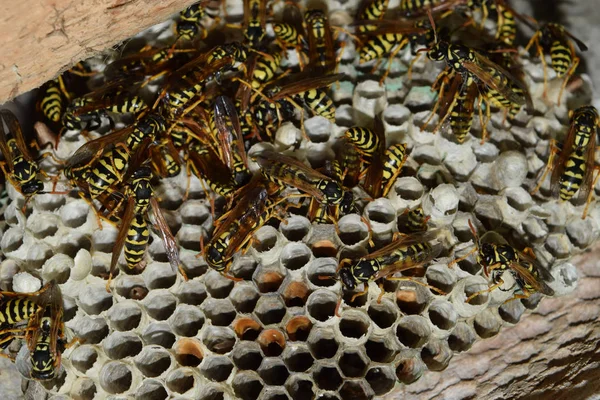 Üzerinde eşekarıları olan bir arı kovanı. Eşek arıları polisi. Yakından çekilen bir eşek arısı ailesinin yuvası.