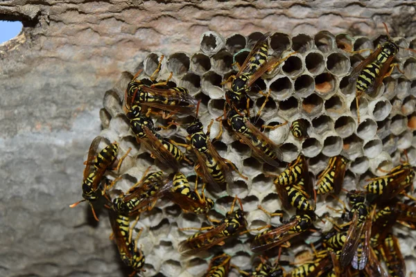 Wasp nid avec des guêpes assises dessus. Poliste aux guêpes. Le nid d'un — Photo