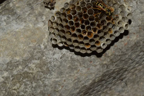 Vespiary. Wasps polist. The nest of a family of wasps which is t — Stock Photo, Image