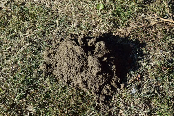 Hillock da terra cavada por uma toupeira — Fotografia de Stock