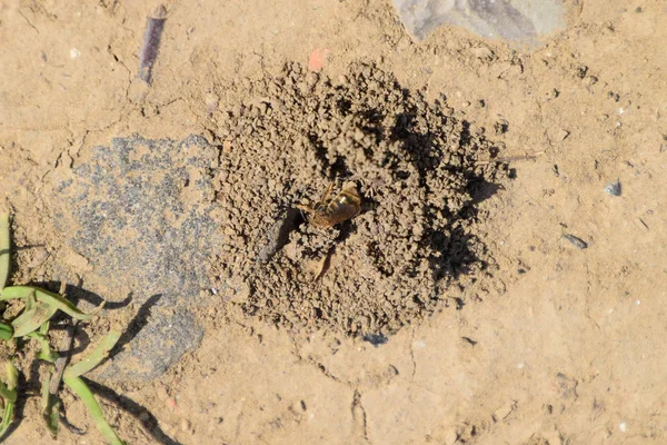 Andrena Arı yuvasına girişinde