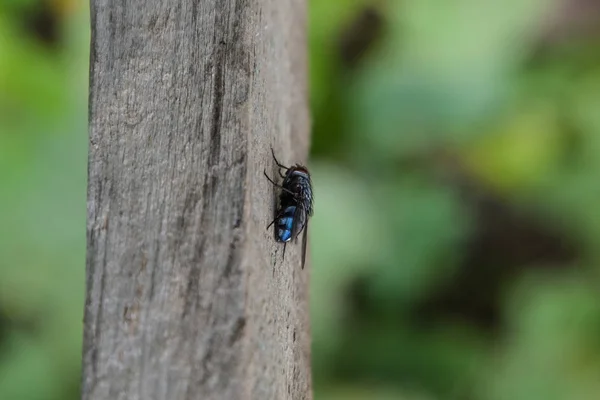 Uma grande mosca preta num quadro negro. Inseto Diptera — Fotografia de Stock