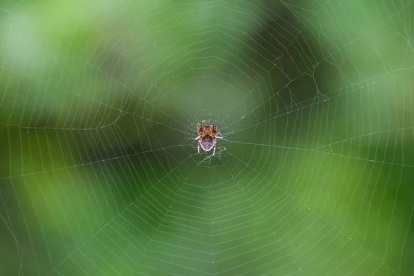 Uma pequena aranha na teia de Araneus. Rede de aranhas Lovcen — Fotografia de Stock