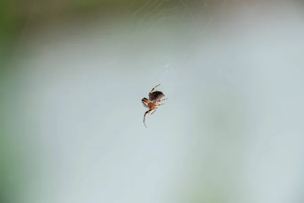 Μικρή αράχνη στον ιστό του του Araneus. Lovcen δίκτυο αράχνη — Φωτογραφία Αρχείου