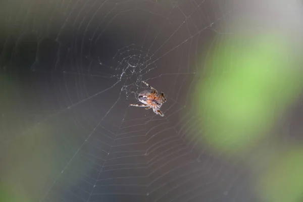 Uma pequena aranha na teia de Araneus. Rede de aranhas Lovcen — Fotografia de Stock