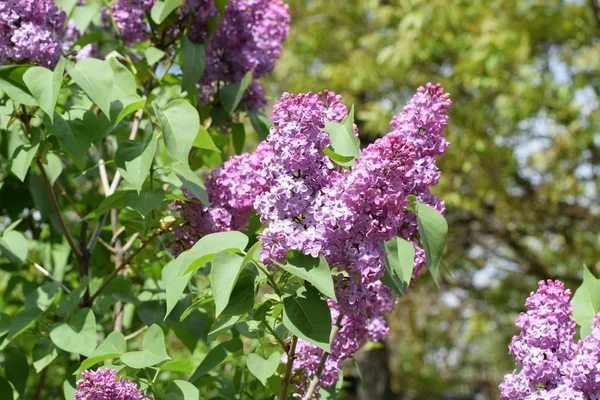 Piękne purpurowe kwiaty lilii na zewnątrz. — Zdjęcie stockowe