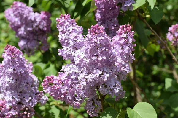 Hermosas flores lila púrpura al aire libre . — Foto de Stock