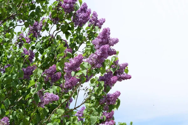 Vackra lila lila blommor utomhus. — Stockfoto