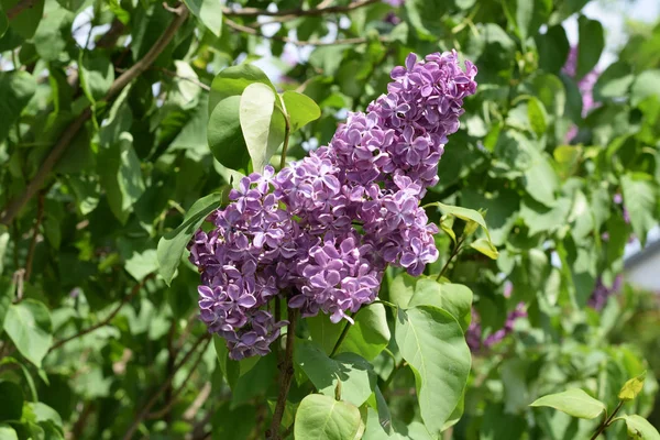 Hermosas flores lila púrpura al aire libre . —  Fotos de Stock
