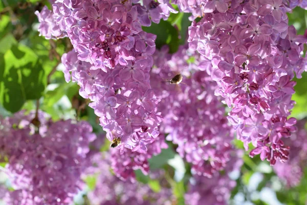 Bombyliidae ve leylak arıya.