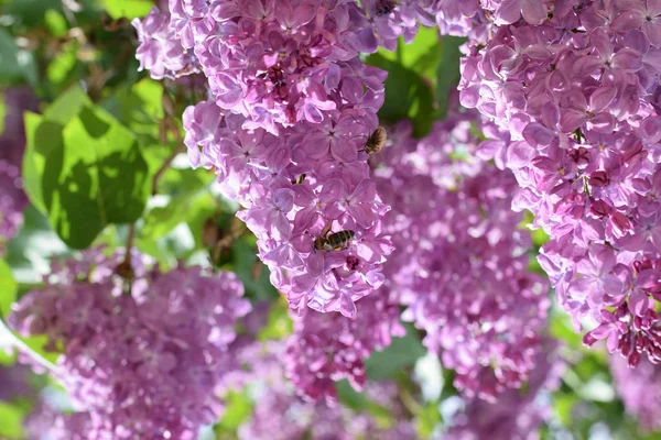 Bombyliidae ve leylak arıya.