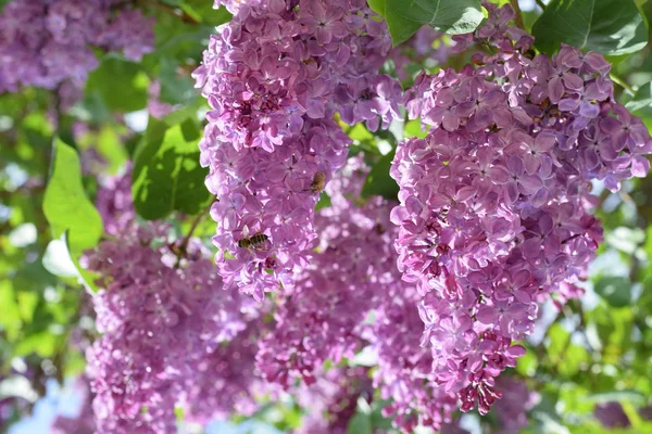 Bombyliidae ve leylak arıya.