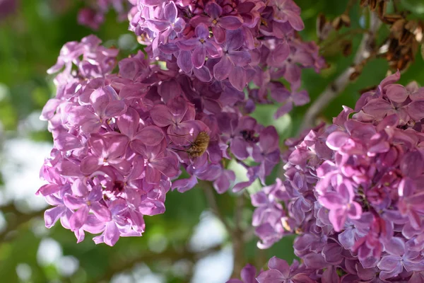 Arı ve arı leylak üzerinde. Lila renkler Shaggy anında. böcek tozlayıcı.