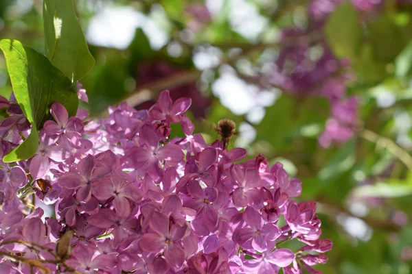 Leylak üzerinde Bombyliidae. Lila renkler Shaggy anında. böcek tozlayıcı