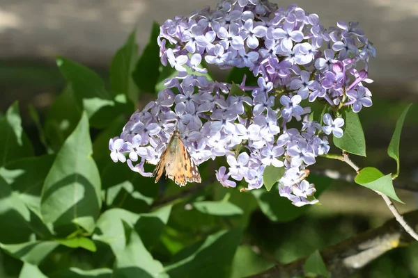 Butterfly rash on lilac colors. Butterfly urticaria.