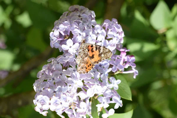 Kelebek döküntü Lila renkler. Kelebek Ürtiker.