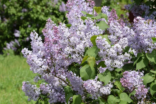 Piękne purpurowe kwiaty lilii na zewnątrz. — Zdjęcie stockowe