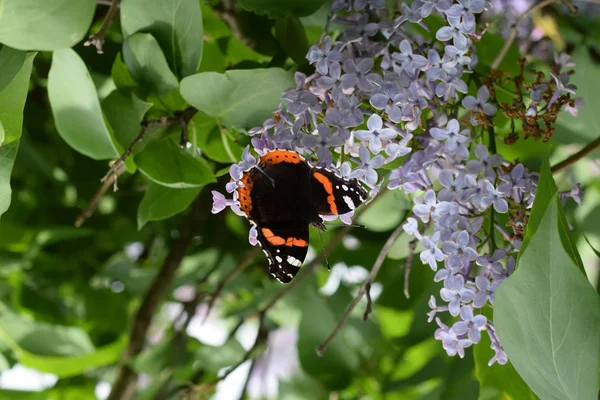 Bir kelebek Amiral dalları üzerinde eflatun çiçekler