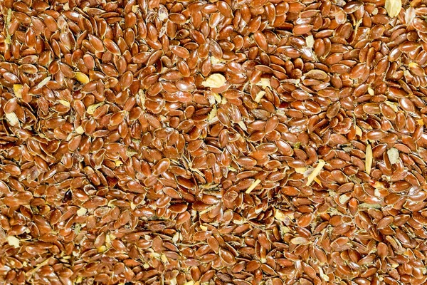 Flax seeds. Storage of flax seeds. Flax, essential oil culture. A handful of flax seeds.