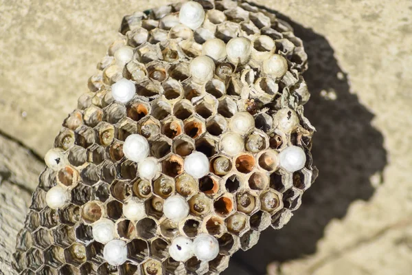 Üzerinde eşek arıları olan eşek arısı yuvası. Eşek arıları polist. Bir yuva