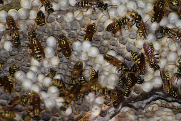 Üzerinde eşekarıları olan bir arı kovanı. Eşek arıları polisi. Yakından çekilen bir eşek arısı ailesinin yuvası.