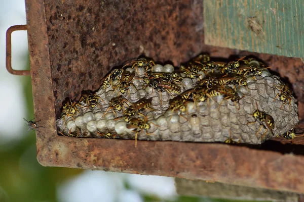 Wasp nest with wasps sitting on it. Wasps polist. The nest of a family of wasps which is taken a close-up — Stock Photo, Image