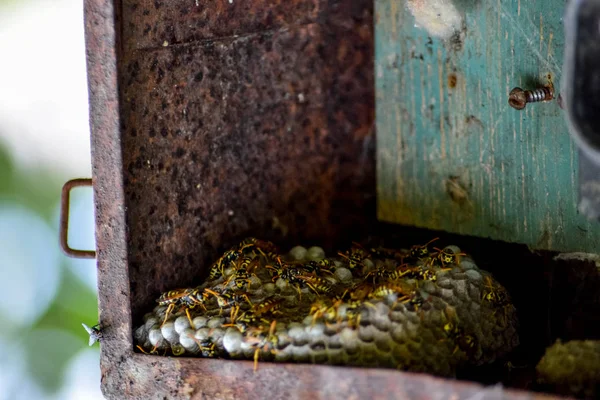 Eski elektrik santralinde eşek arıları yuvası. Eşek arısı cilası.