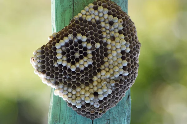 Wasp nest attached to a wooden board. — Stock Photo, Image