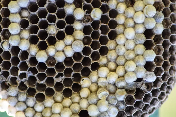 Vespiary. Yaban arıları polist.