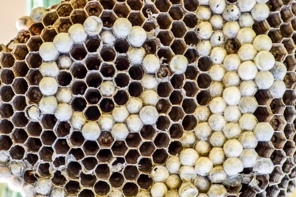 Eşekarısı yuvası üzerine oturan Yaban arıları ile.