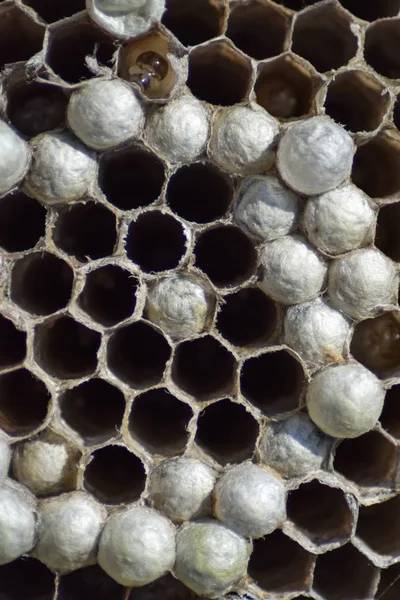 Yaban arıları polist. Vespiary