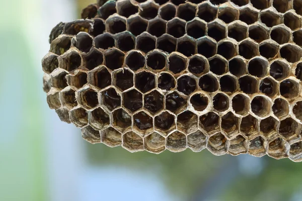 Ninho de vespas com mel. Mel de vespa . — Fotografia de Stock