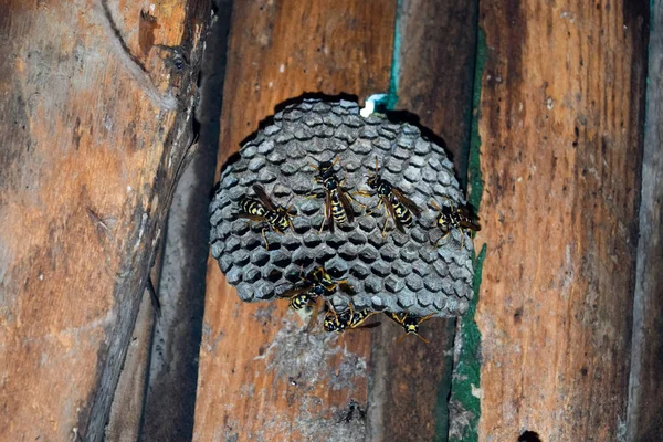 Wespen polieren. Tierpfleger — Stockfoto