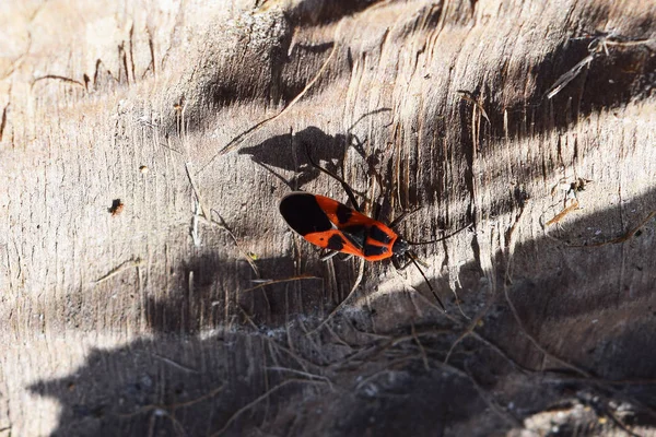 Красные жуки — стоковое фото