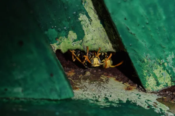 Eşek arıları erkektir. Arılar delikten dışarı bakıyorlar. Eşek arıları polist.