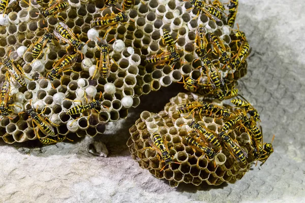 Yaban arıları polist. Vespiary