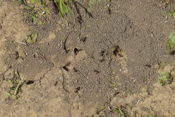 Karıncaların toprak yuvasında oturum açın